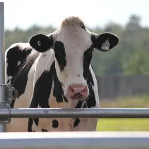Holstein melkkoe portret met oormerk
