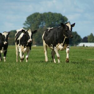Holstein melkkoeien in een groene wei