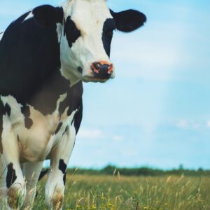 Zwartbonte Holstein vaars in een groen veld
