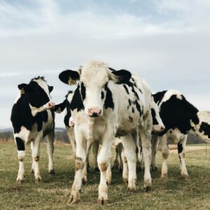 Groep jonge zwartbonte Holstein vaarzen