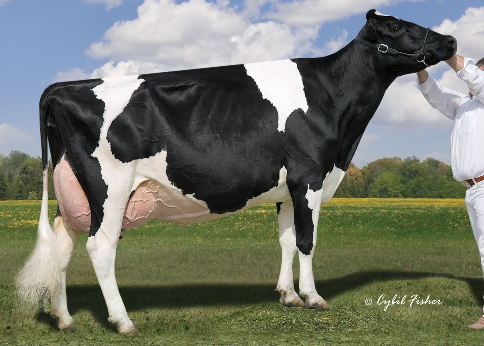 Holstein melkkoe